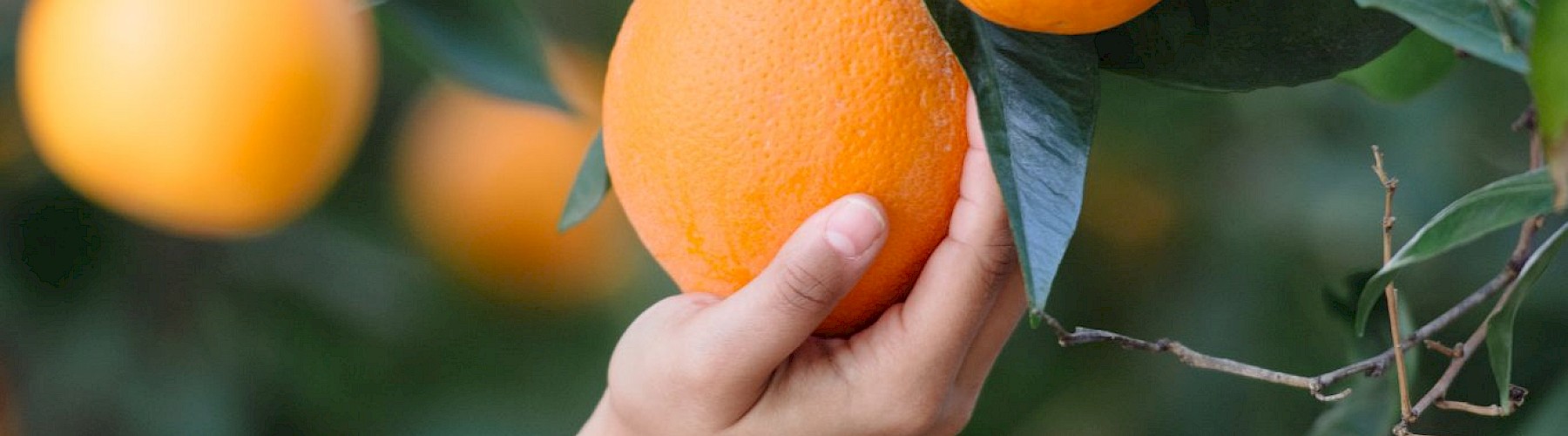 harvesting oranges at Glen Ivy