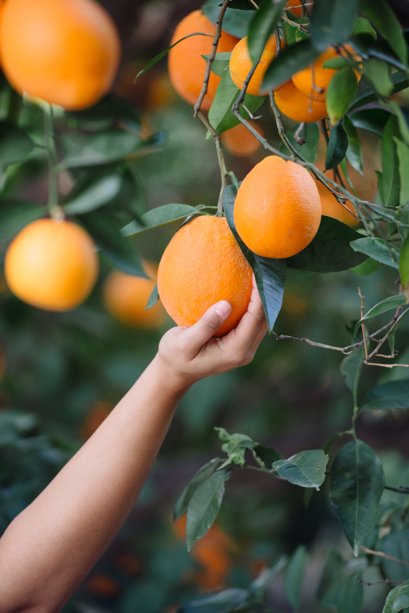 harvesting oranges at Glen Ivy